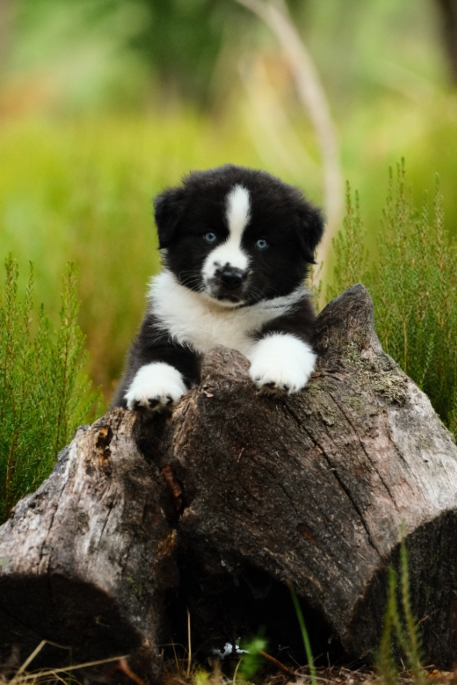 De La Manada De Sansa - Chiots disponibles - Berger Américain Miniature 