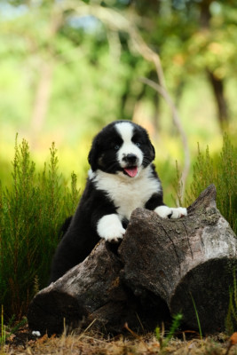 BALOO